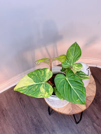 Philodendron Gloriosum Aurea