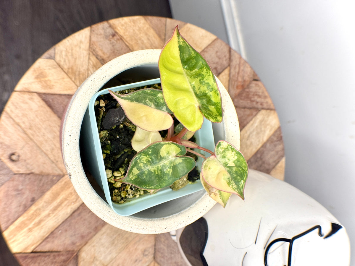 Philodendron Billietiae Variegated