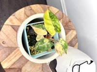 Philodendron Billietiae Variegated