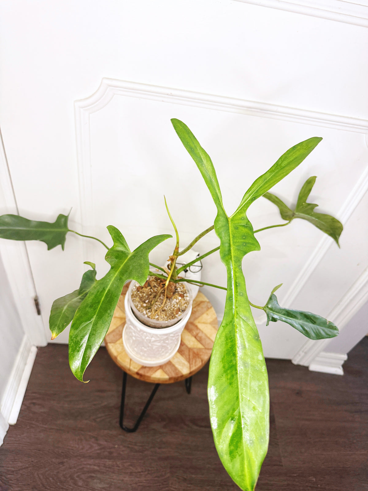 Philodendron Longilobatum Lelano Miyano