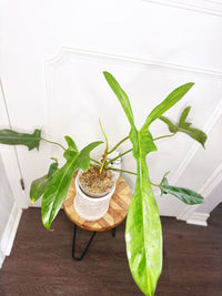 Philodendron Longilobatum Lelano Miyano