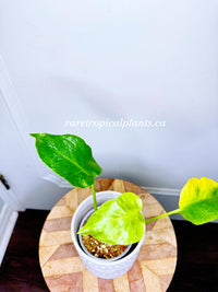 Monstera Form NOID Variegated