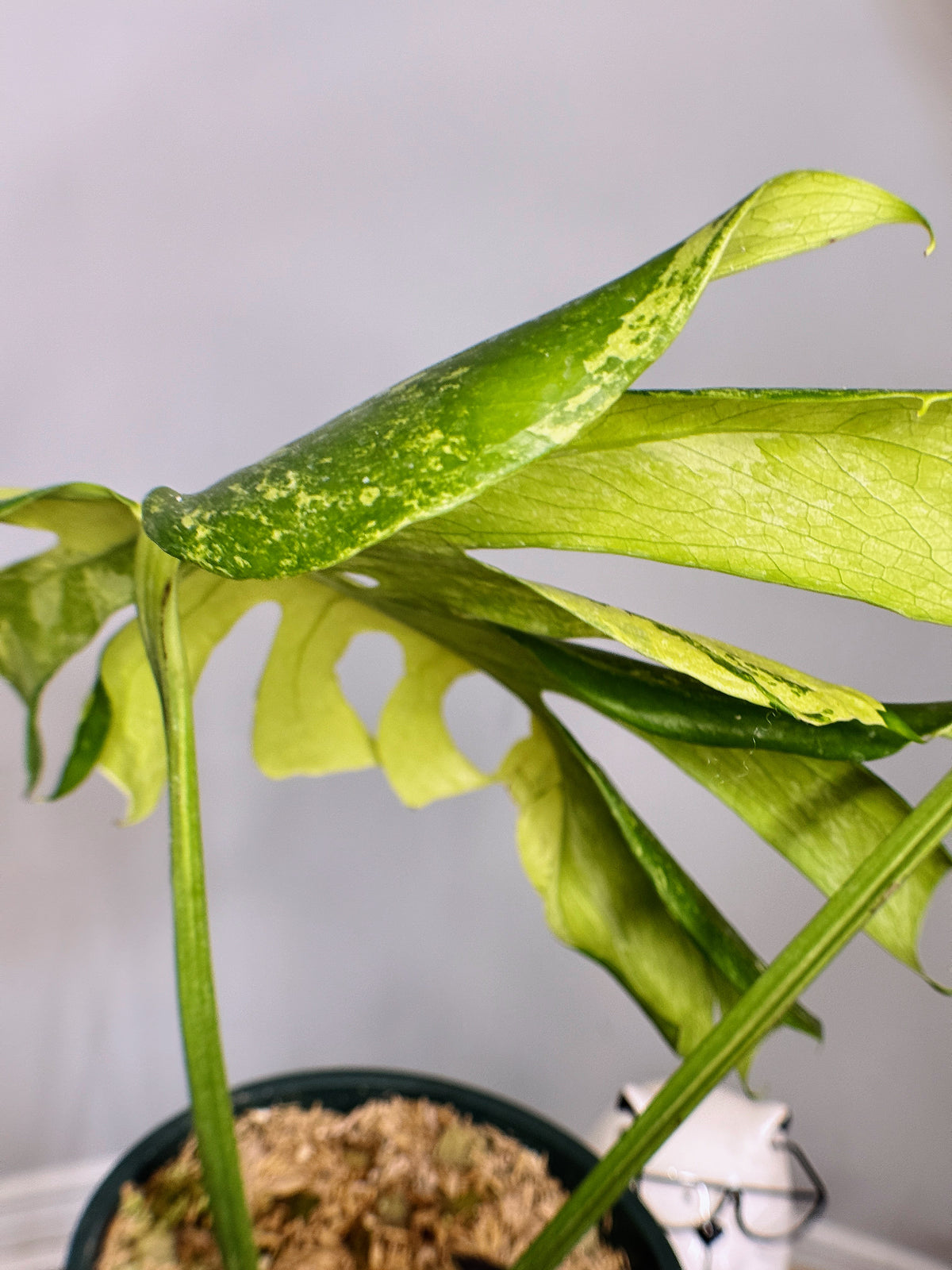 Monstera Masterpiece