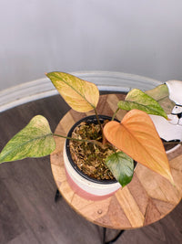 Homalomena Pink Diamond