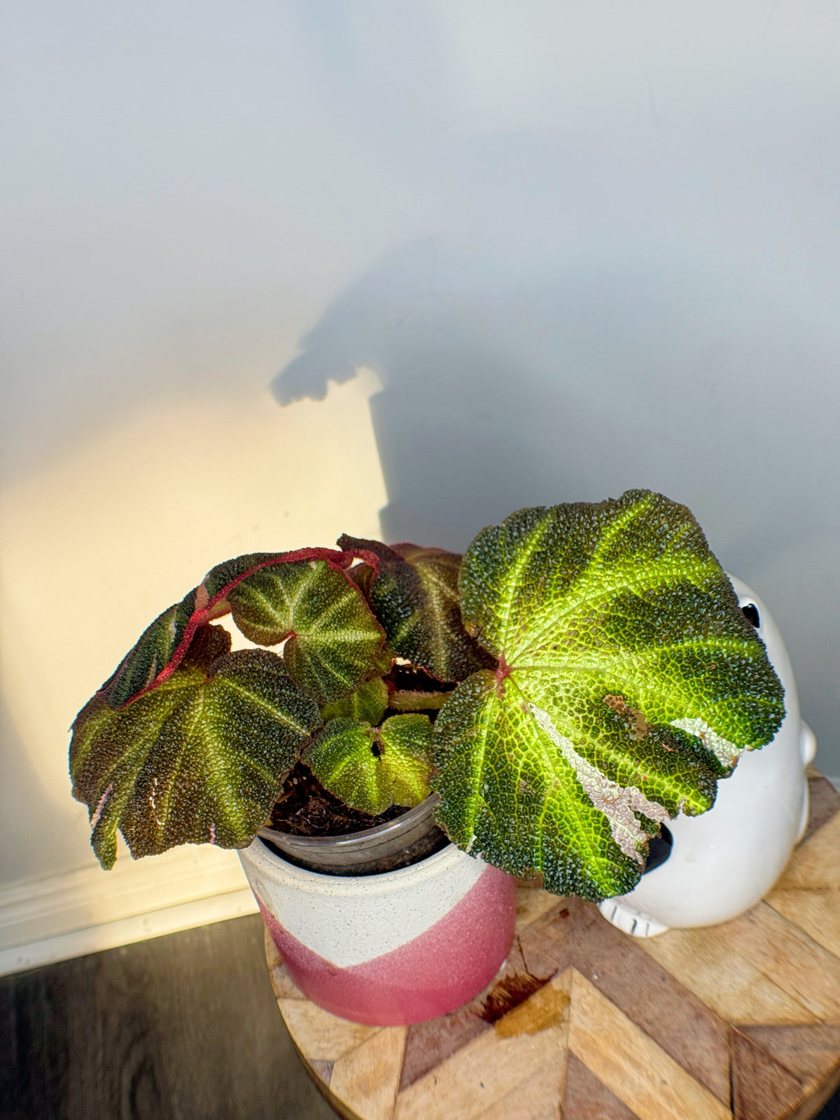 Begonia Soli Mutata Variegated