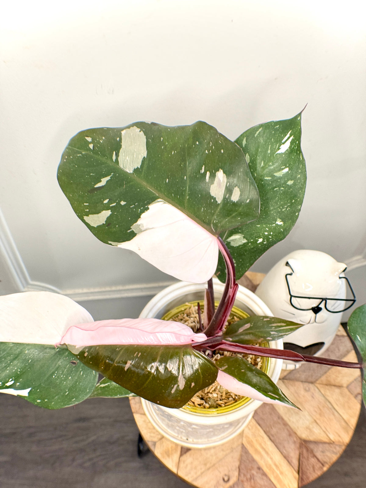 Philodendron Red Anderson Variegated
