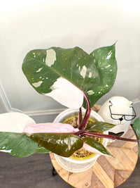 Philodendron Red Anderson Variegated