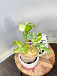 Rhaphidophora Tetrasperma Albo