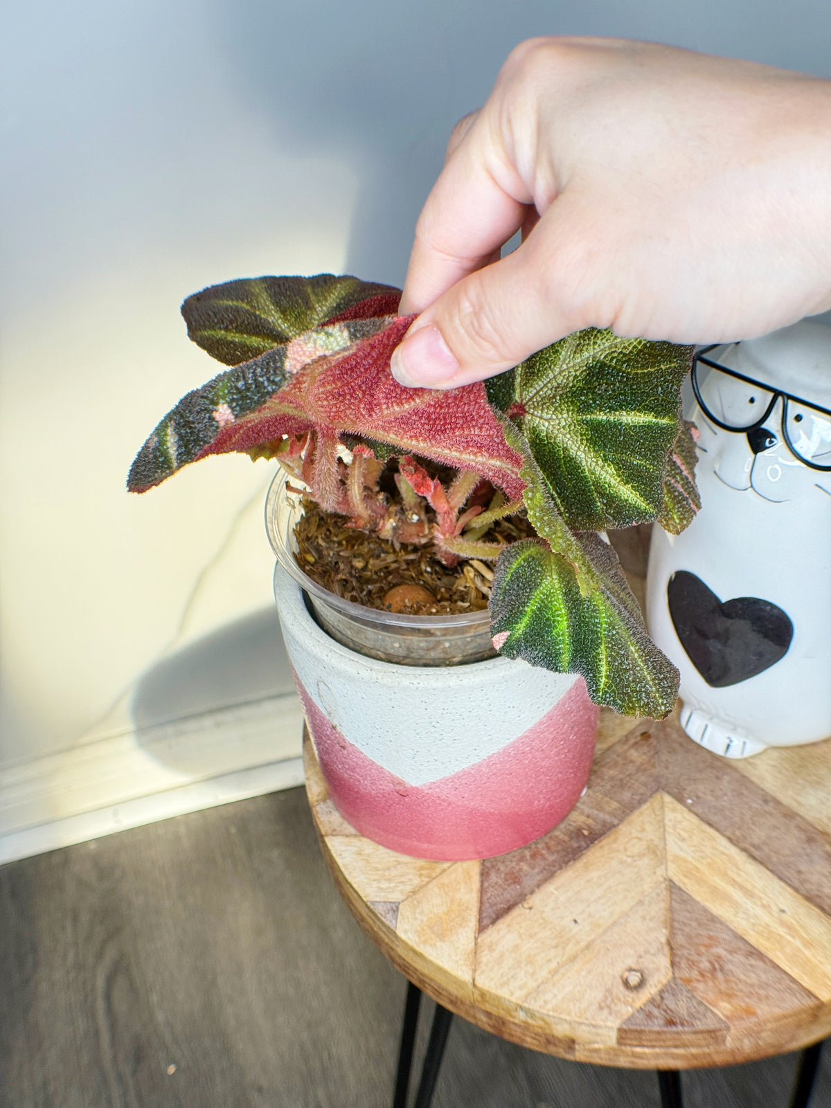 Begonia Soli Mutata Variegated