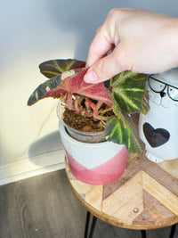 Begonia Soli Mutata Variegated