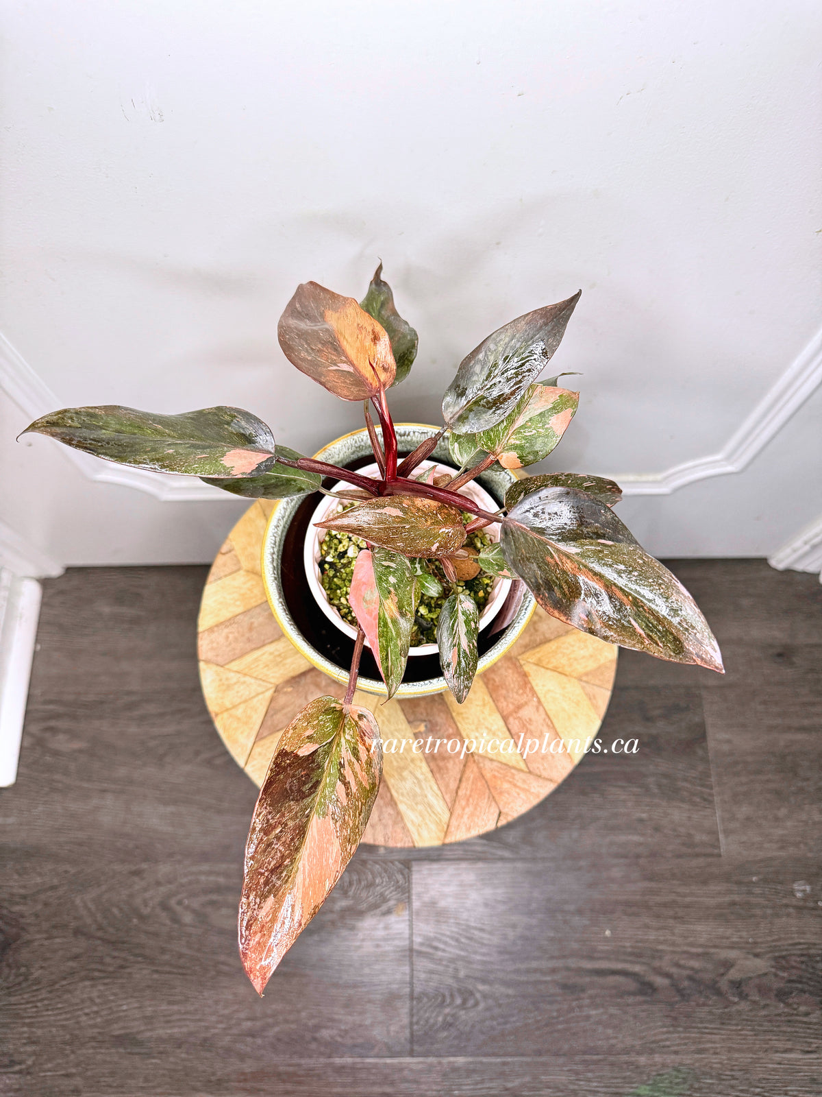 Philodendron Pink Princess Tricolour 5