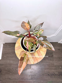 Philodendron Pink Princess Tricolour 5