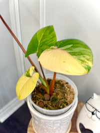 Homalomena Rubescen Tricolour