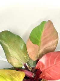 Philodendron Red Cherry Variegated