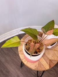 Homalomena Pink Diamond