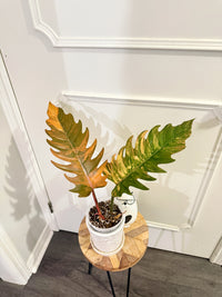 Philodendron Caramel Marble