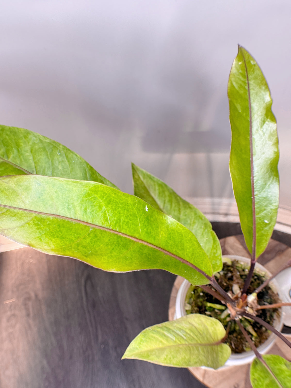 Anthurium Hookeri Variegated