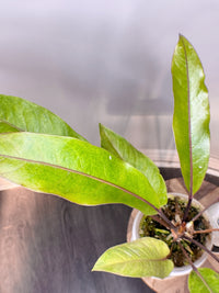 Anthurium Hookeri Variegated