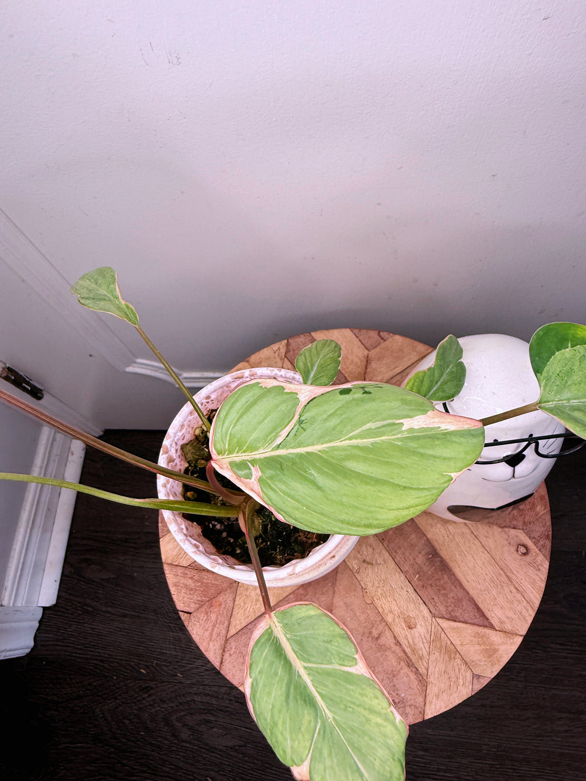 Homalomena Mutant Pink Stardust