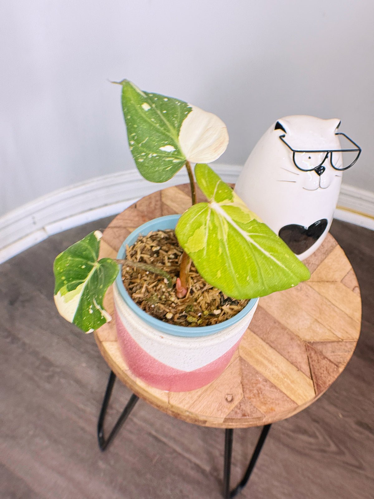 Philodendron Gloriosum Variegated