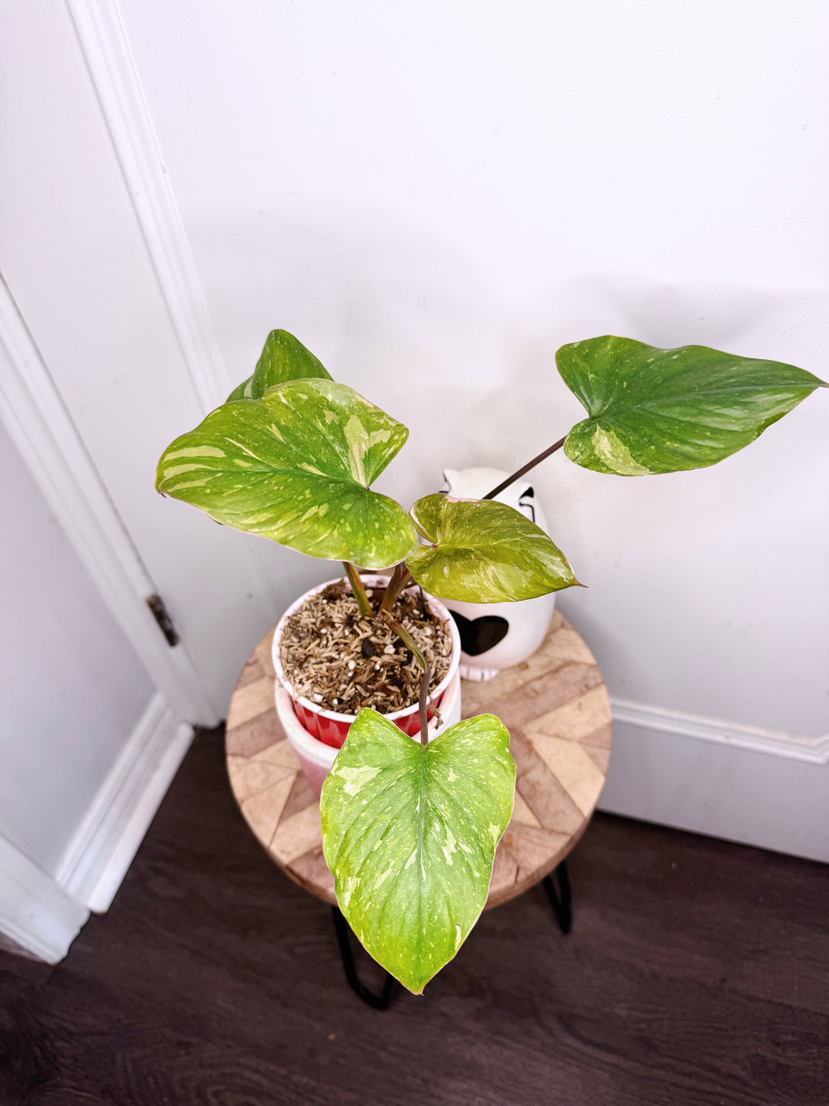 Homalomena Stardust 2