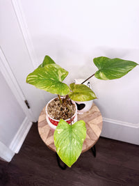 Homalomena Stardust 2