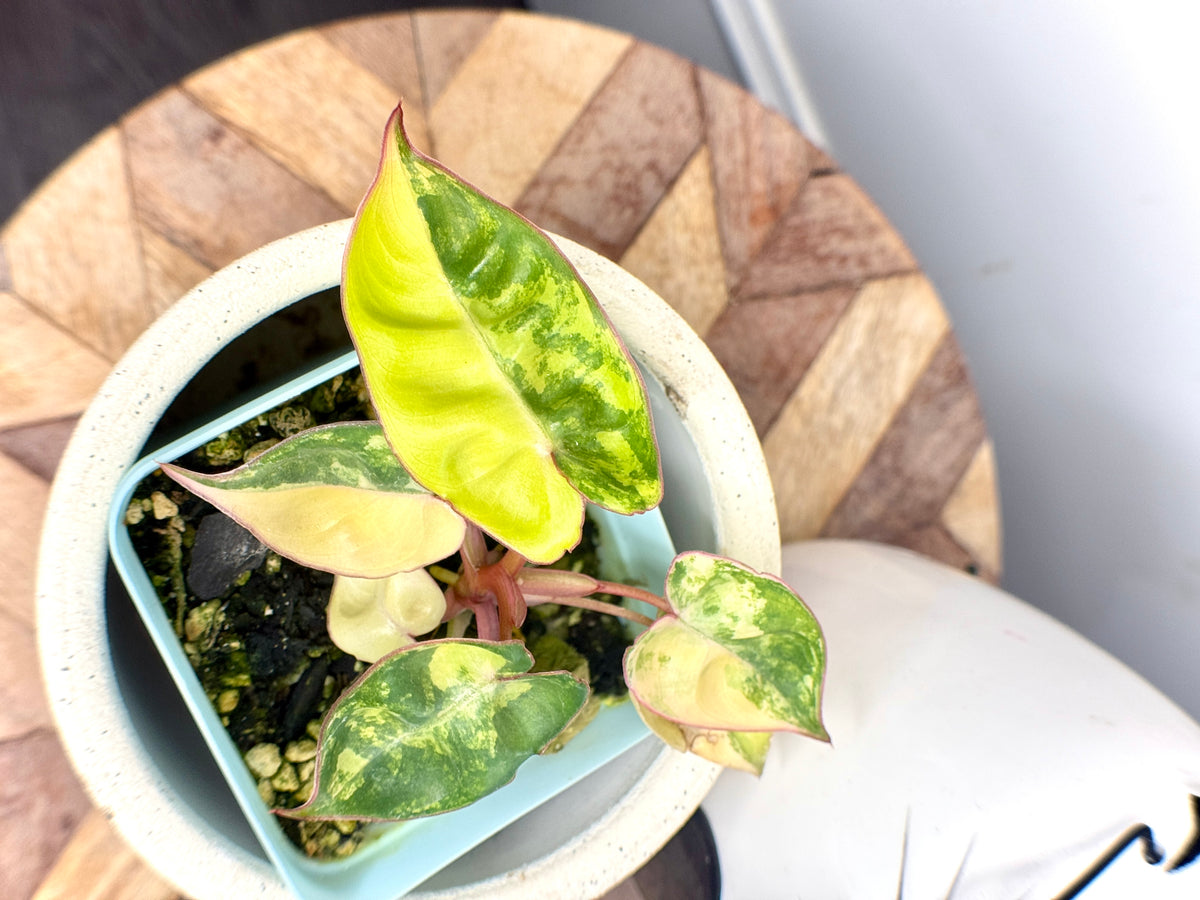 Philodendron Billietiae Variegated