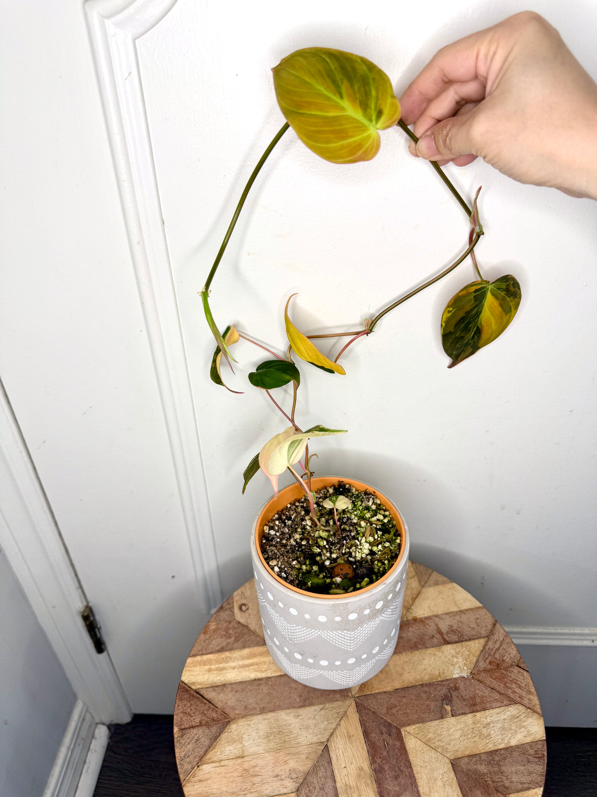Philodendron Micans Variegated