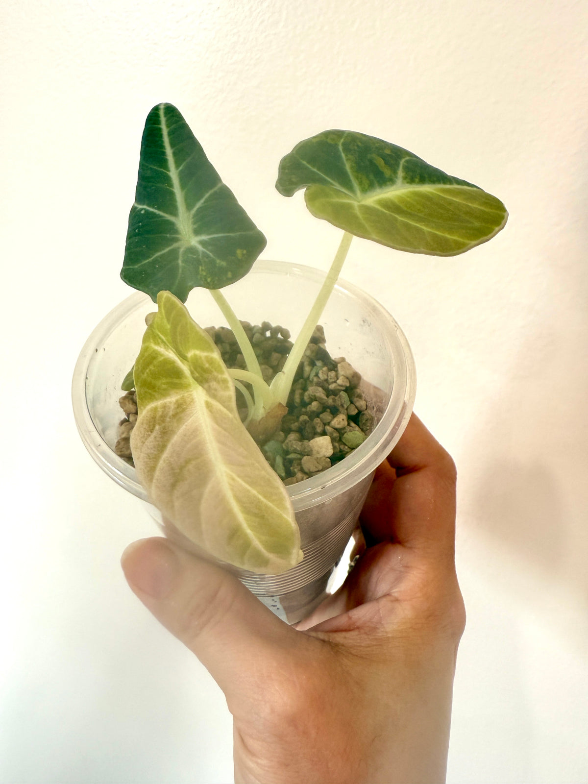 Alocasia Black Velvet Gold