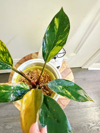 Philodendron Red Congo Variegated