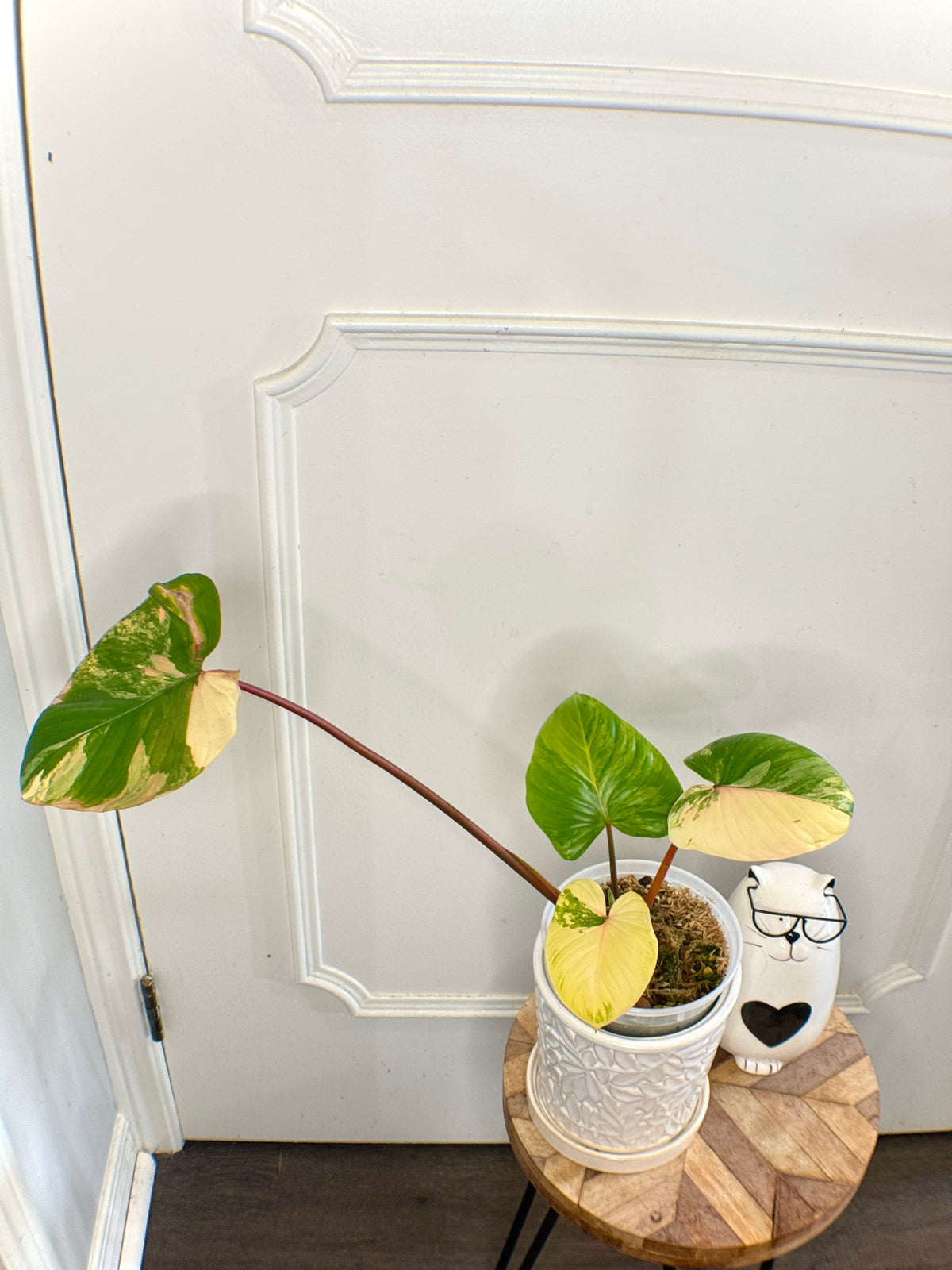 Homalomena Rubescen Tricolour