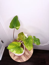 Homalomena Stardust 2