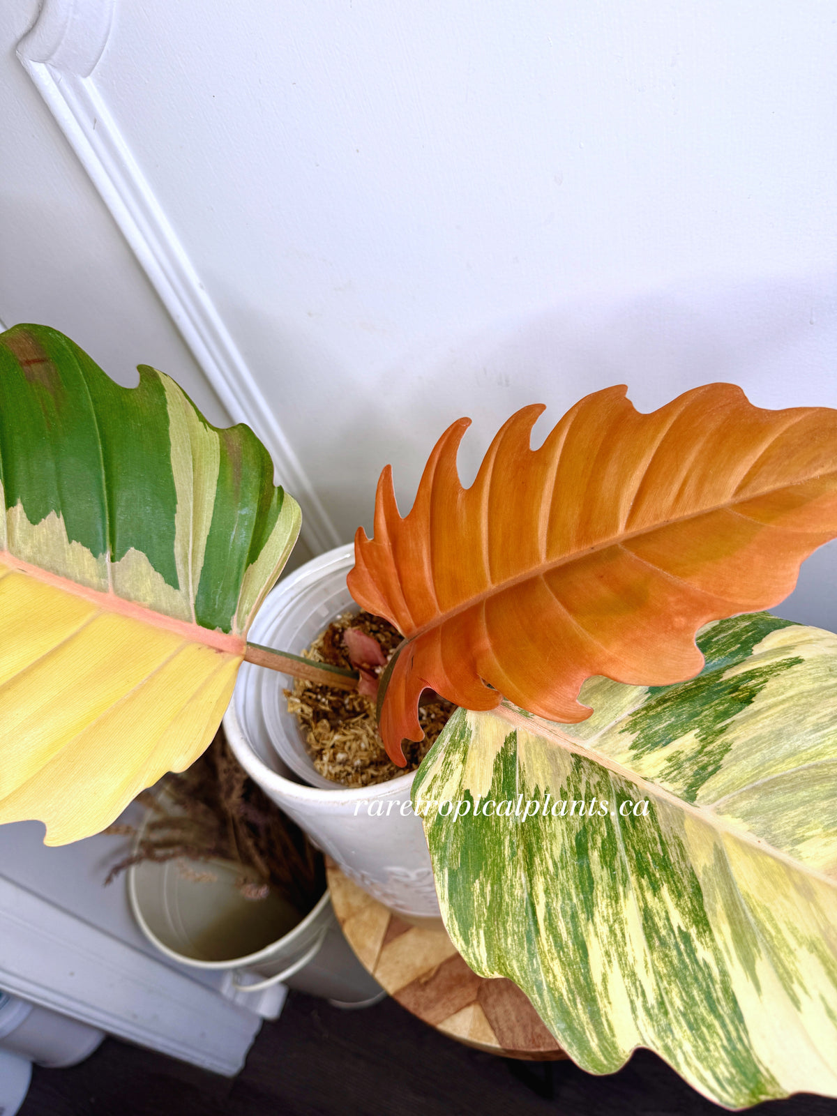 Philodendron Caramel Marble