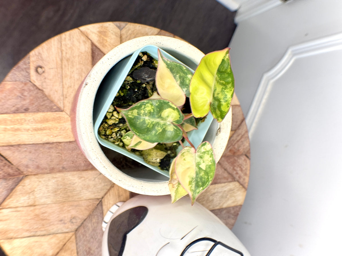 Philodendron Billietiae Variegated