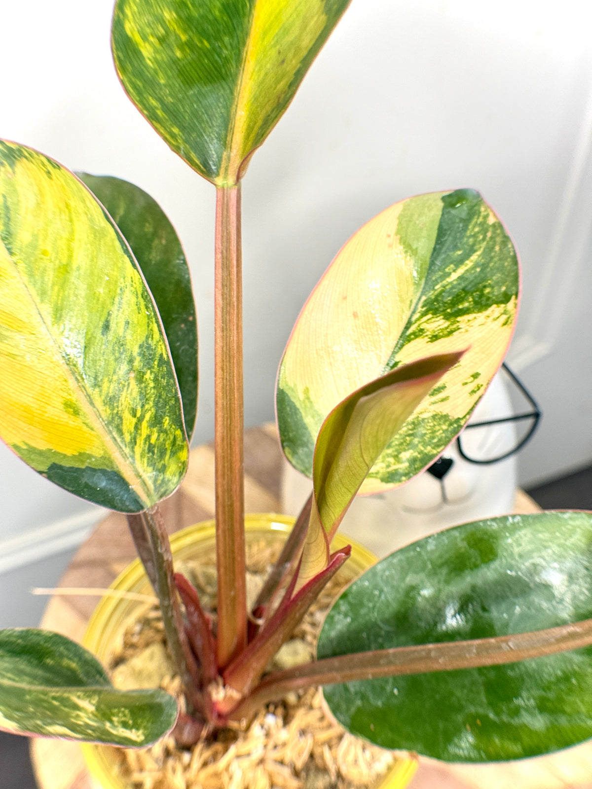 Philodendron Red Congo Variegated