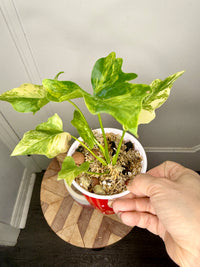 Philodendron Selloum Aurea