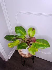 Philodendron Red Moon Variegated