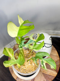 Rhaphidophora Tetrasperma Albo