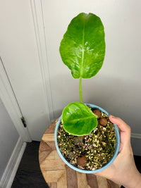 Monstera Deliciosa NOID