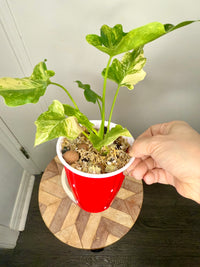 Philodendron Selloum Aurea