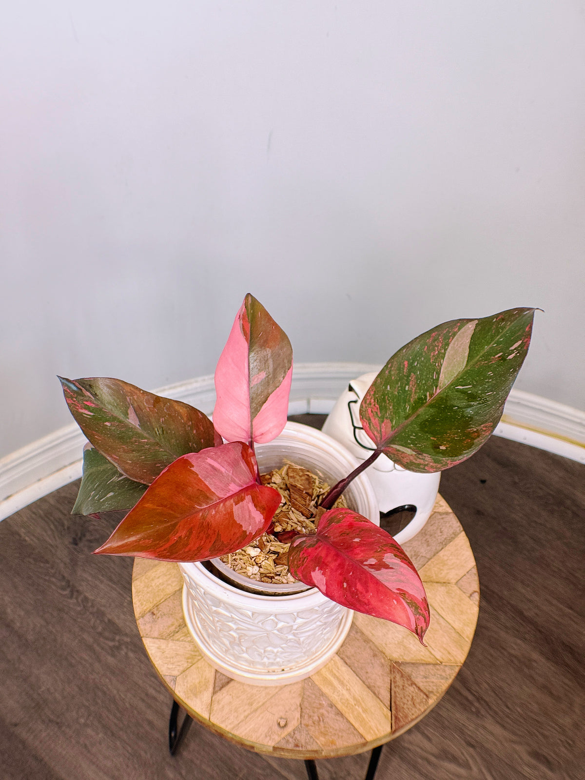 Philodendron Fire Princess