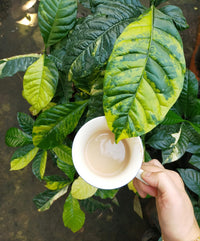 Arabica Coffee Tree Variegated