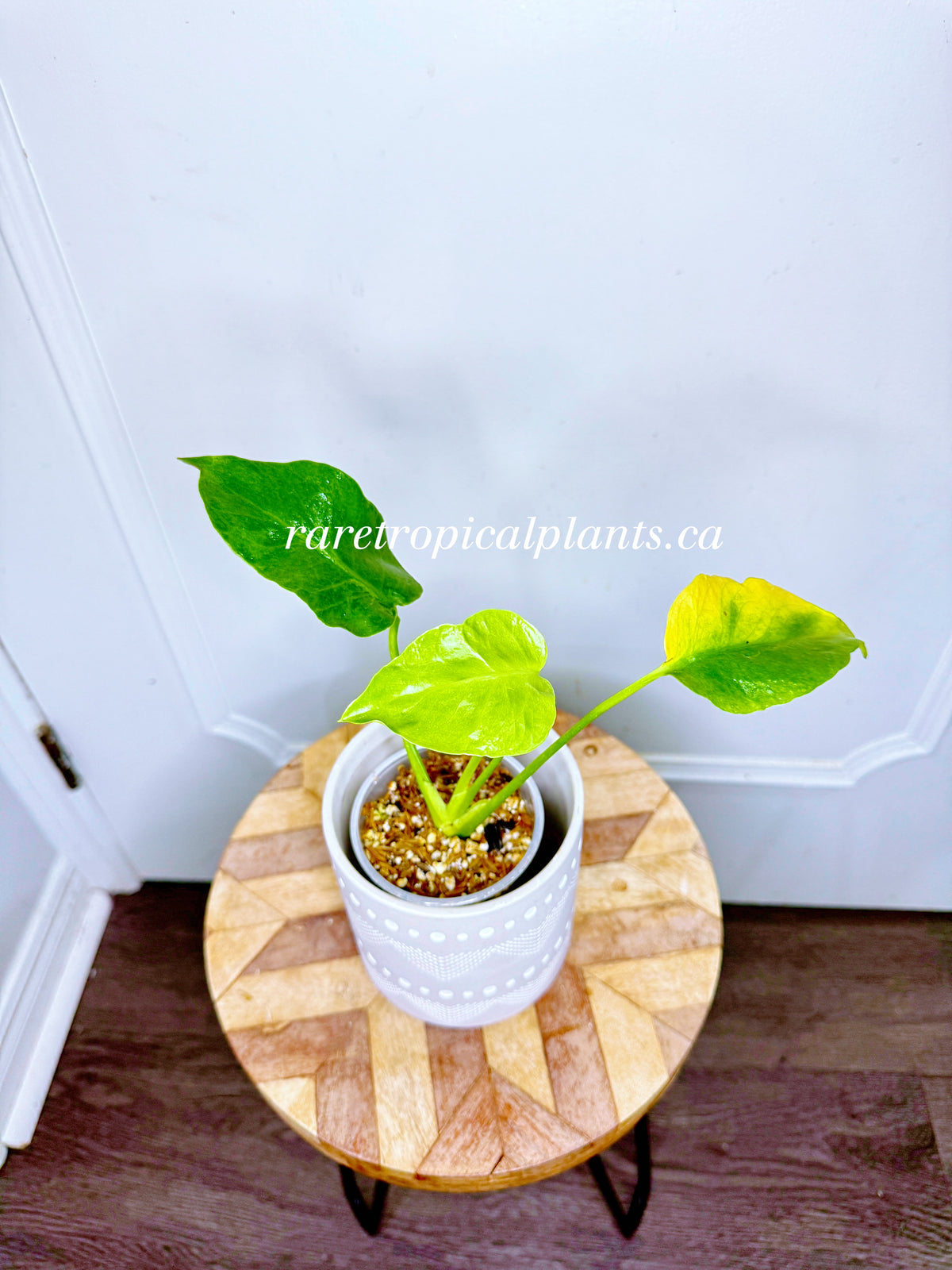 Monstera Form NOID Variegated