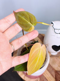 Philodendron Micans Pink