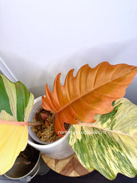 Philodendron Caramel Marble