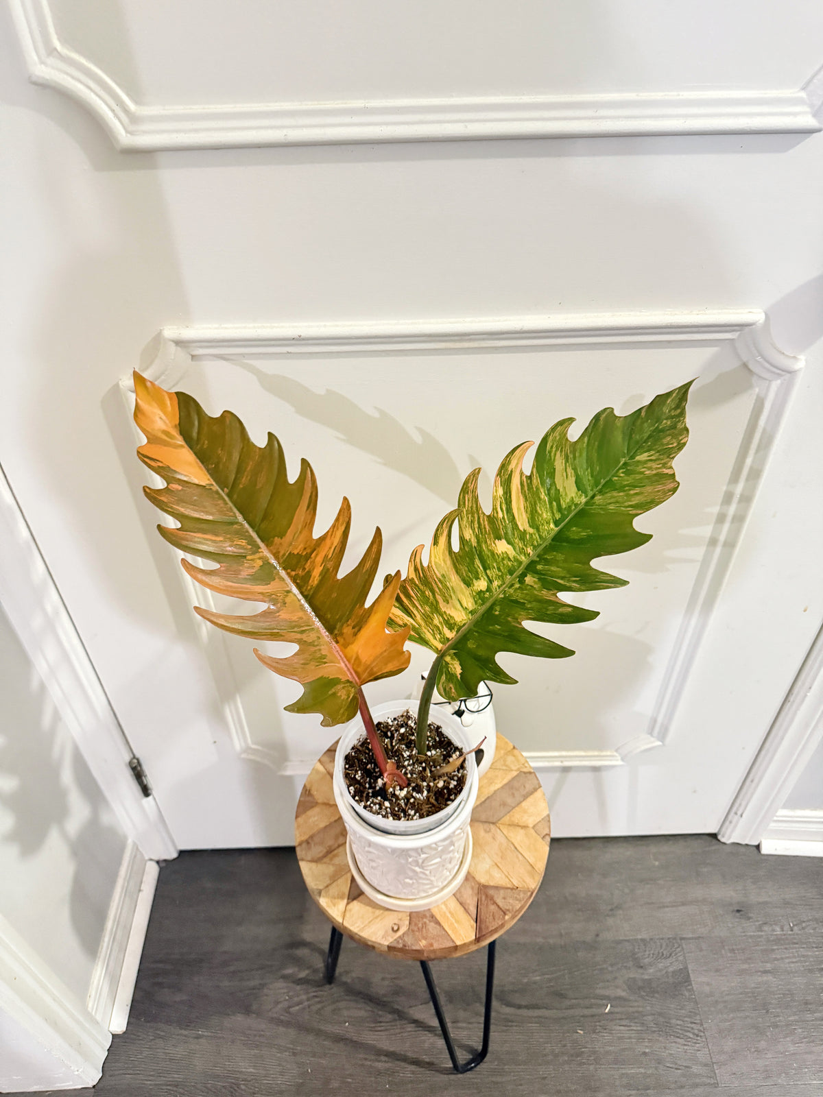 Philodendron Caramel Marble