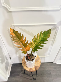 Philodendron Caramel Marble