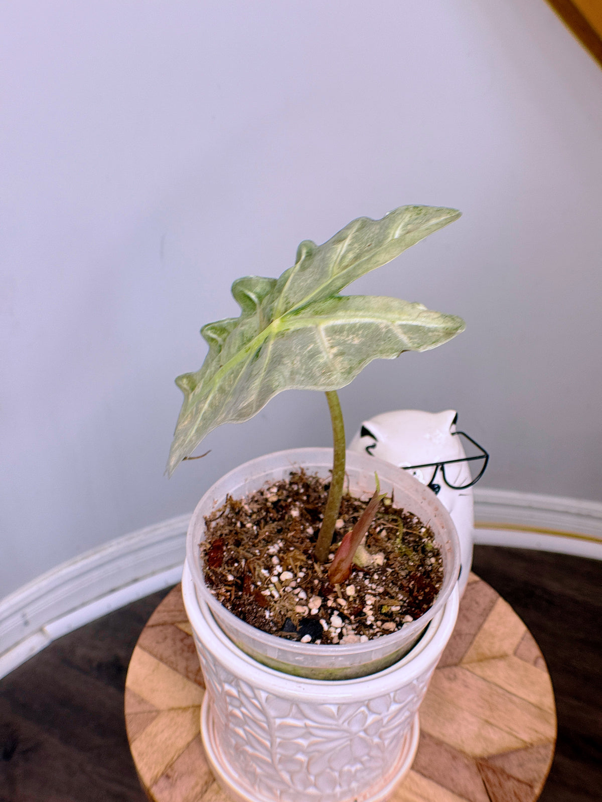 Alocasia Amazonica Pink Mint