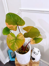 Homalomena Rubescen Tricolour XL