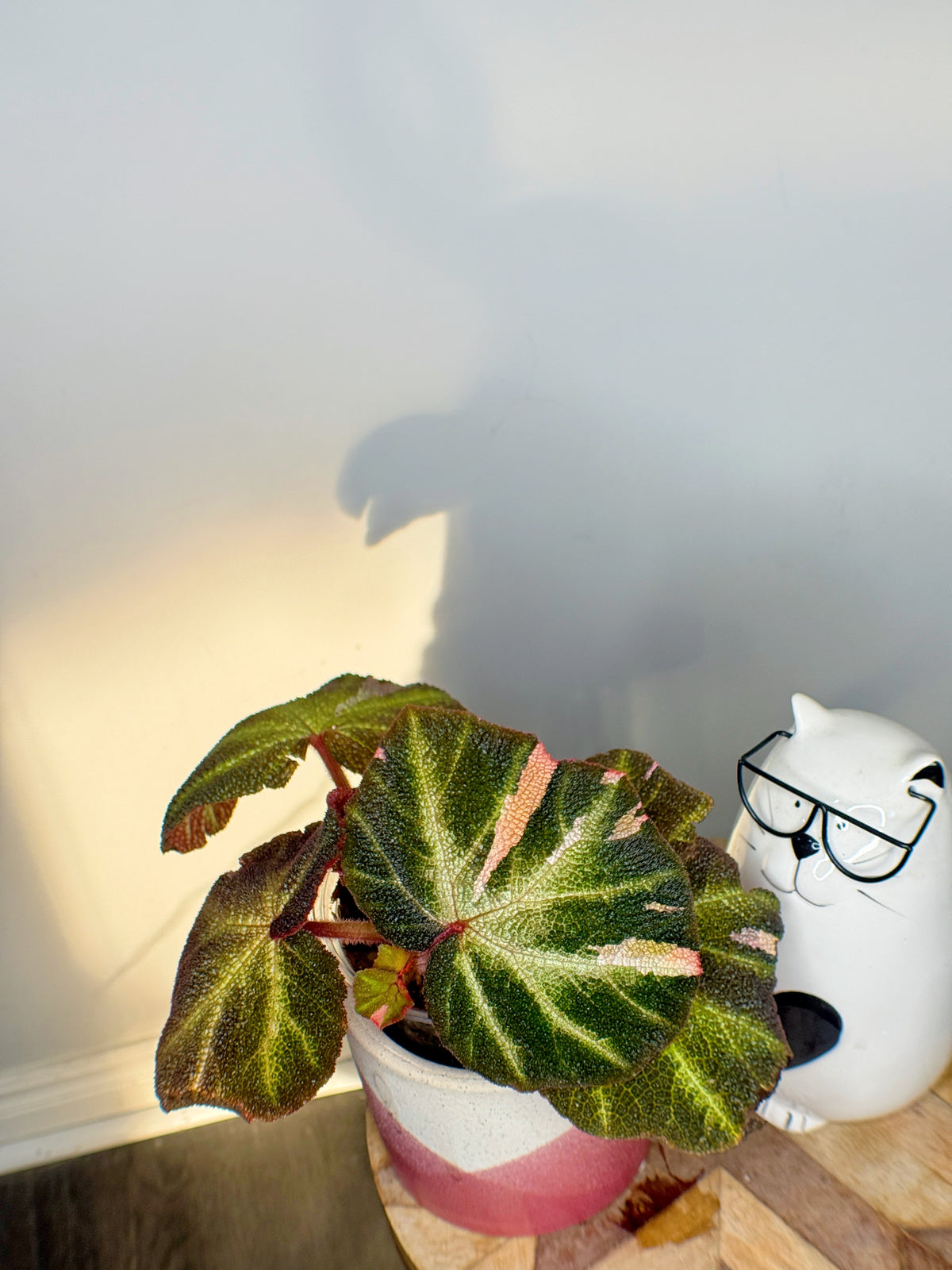 Begonia Soli Mutata Variegated